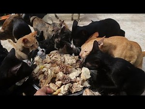 Feeding Boiled chicken​​ | Yummy Chicken for Cats