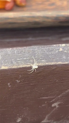 American green crab spider/Thomisidae #shorts #ពីងពាង #american green crab spider #thomisidae