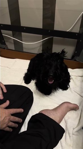 Willa going into labour prior to giving birth to her first litter of puppies.