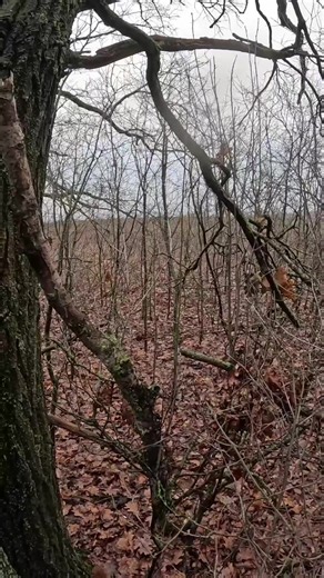 Відео користувача Змій🐍 (@_sanya_ost) з композицією «оригинальный звук - █████████»