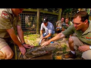 Episode 8 Field Guide: Crocodiles are the Chomping Champions! - Past Time Paleo