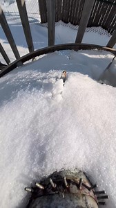 Farm Report: Does Baurice like the snow? I think his tail says yes. | Mark Shea