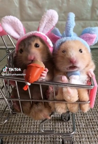 Hamsters: The Cutest Pet Videos on TikTok