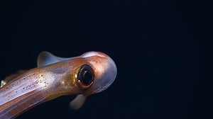 A Squid's Eye View