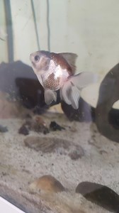 marque rouge sur mon poisson rouge