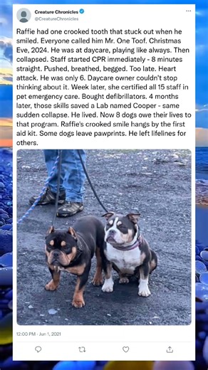 One Tooth, Endless Love 🐶❤️#BulldogLife #RescueDog #BigHeart