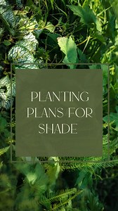48K views · 373 reactions | Shady borders and no clue what to plant in them? I'm here to help you out. Inspired by the plants in my garden, I'm delighted to announce the release of two planting plans: one for full shade and one full part shade. Available on our website next Saturday 20th September.  Got questions about the plans? Pop them in the comments | Pollyanna Wilkinson Garden Design | Facebook