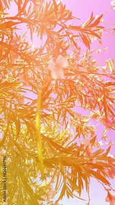 An incredibly beautiful pink flowering magnolia tree. Magnolia flowers on the petals of which water is reflected in the spring season. High quality 4k footage Stock Video