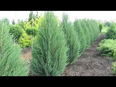 How to Maintain your JUNIPER plant || care & tips for juniper plant