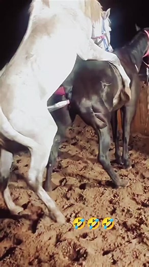 فيديوهات أنشأها Animal mating (@animal.mating6) باستخدام Funny Song - Sounds Reel & Funny Song Studio & Thomas Hewitt Jones