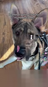 13K views · 1.2K reactions | Learn about service dogs with Lucifer the Cardiac Alert K9 as he alerts to a medical episode ⛧ Tap “Watch full video” for more! ⛧ #cardiacalertdog #servicedog #workingdog #wlgsd #germanshepherd #dogtraining #ambulatorywheelchairuser #mcas #eds #pots | Demon.Dog.Duo | Facebook