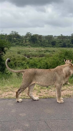 🇿🇦✨ 7 DAYS OF PURE ADVENTURE IN SOUTH AFRICA ✨🇿🇦 For 2 people • Wild • Stylish • Unforgettable Day 1 – Cape Town Arrival Touchdown in the Mother City! Explore the V&A Waterfront, enjoy ocean views & settle in for the adventure. Day 2 – Table Mountain City Tour Ride or hike to the top of Table Mountain for jaw-dropping views. Visit Bo-Kaap, Camps Bay, Signal Hill & end with a sunset beach walk. Magic. 🌅 Day 3 – Cape Peninsula Adventure Full-day exploring Cape Point, Cape of Good Hope & Bould