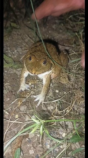 CATCHING FROGS SKILLS🐸😁😂 #frog #funny #survival