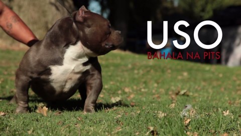 Exotic bully dog - USO