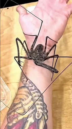 Small To Big incredible Animal Transformation!