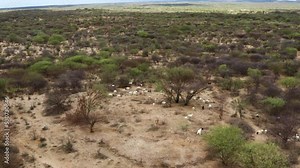Herd Of Blackhead Persian Goats Foraging In The Savannah Of Omo Valley In Ethiopia. - aerial