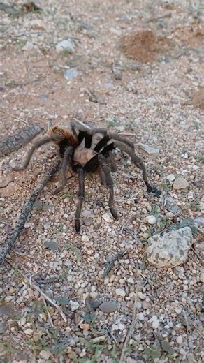 Arizona Tarantula.