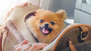 2 VERIFIED facts about traveling with pets on airlines
