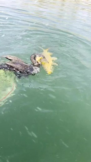 Atrapando un gran pez dorado