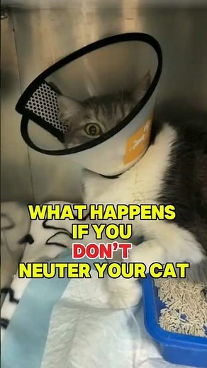 Why Cats Need to Be Neutered