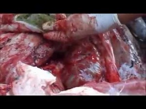 part 2 of the post mortem of buffalo