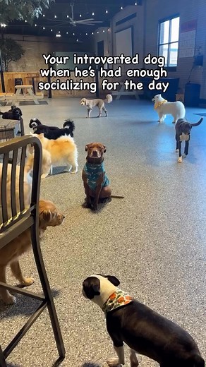 Your introverted dog when he’s had enough socializing for the day #dog #dogs #dogreels #doglifestyle #dogcute #doggo #petlifestyle #puppyrescue #doglover #lovedogs #ilovemydog #doglife #dogfunny #dogvideo #puppylove #puppy #puppies | Dante Blackburn