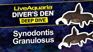 Check out the newest episode of our Diver’s Den® Deep Dive featuring...