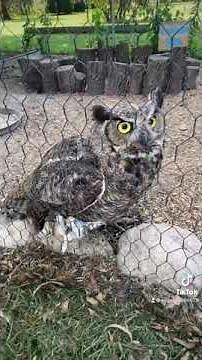 Great Horned Owl vs. Chicken Run PART1