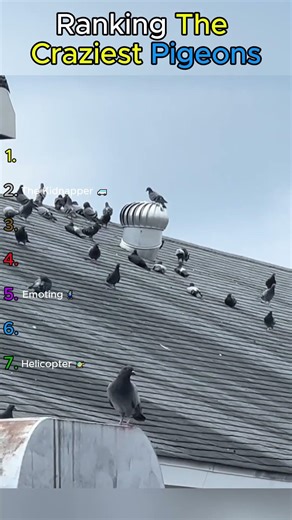 Ranking The Craziest Pigeons 🤪🐦