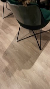 1.1M views · 157K reactions | He’s having the zoomies凉. #reelstrending #cattiktok #catsoftiktok #cat #catsofinstagram #catlover #kittycat #kitty #kittylove | Daily dose of Cats | Facebook