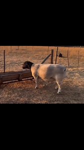 1K views · 15 reactions | ‼️STUD STUD STUD RAM‼FULL BLOOD BLACK HEAD...