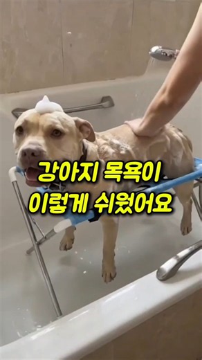 반려동물목욕템추천#강아지목욕 #강아지미용 #집사꿀템 #반려동물용품 #강아지목욕거치대