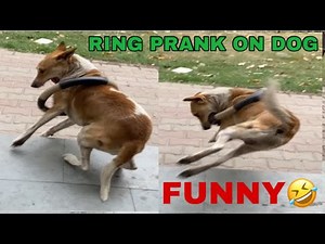 1.1M views · 10K reactions | Ring Prank on Dog so Funny Videos Prank Video TRY NOT TO LAUGH @Summer Tube | JingPrank | Facebook