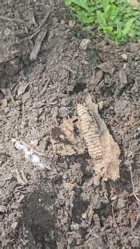Get Rid of Ants: Garden Tips