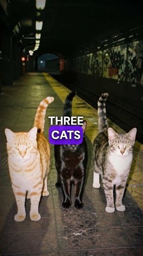 Tokyo's Animals Secretly Rule the City After Midnight