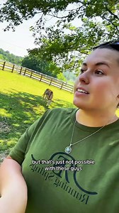 How I check my mini donkeys for pregnancy on the farm