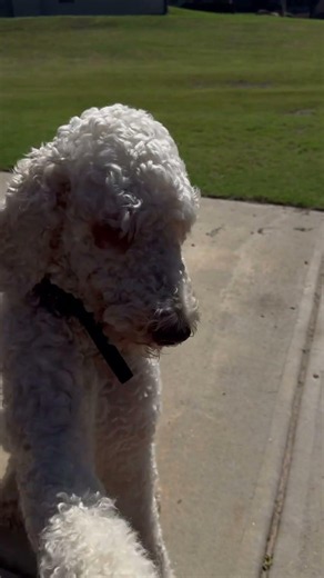 The Best Veterinarian-Recommended Hip & Joint Support for Dogs