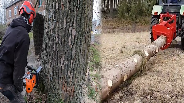 Powerful Timber Processing with High-Speed Tools