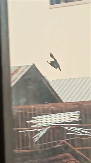 ❕A big raven on the roofs 😀🐦‍⬛