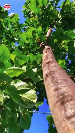 This Tree Produces Oxygen Even at Night 💨 The Secret of Peepal Tree #youtubeshorts #ytshorts #facts