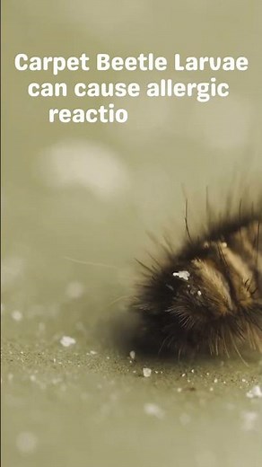 Carpet Beetle Larvae 101 😅 #carpetbeetles #carpetbeetlelarvae