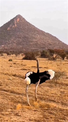 📍When a male ostrich is trying to impress a female, he doesn’t sing or roar, he dances. He drops to his knees, spreads his massive wings, and swings his head side to side, making his black-and-white feathers ripple like a moving fan. The performance is so deliberate that researchers describe it as one of the most elaborate courtship dances in the animal kingdom, and the female decides the outcome purely based on how convincing the dance is. In short: no rhythm, no romance 🤭 | Trav-Interactive