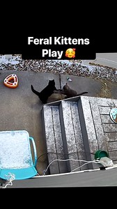 172 reactions · 4 comments | Feral Kittens Play 殺 Feral Grumpy (black) and semi feral kitten Baby (grey) play together. #kittens #cute #feral #cats Wyze cameras were used | Baby and Blue | Facebook