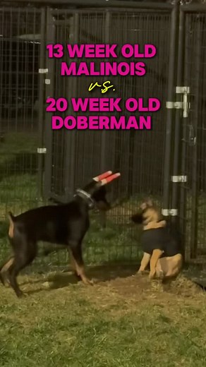 3 Tips To Teach Puppies How to Play ‼️ One of the most important elements to healthy play for puppies and adults is taking turns. The relationship being healthy is based on balance. Alternating top/bottom, chasing, and switching who’s “it”. This can be done a few ways: 1️⃣ Choose the right pair. Not all dogs match up well. 2️⃣ Advocate for the dog who’s not getting the break they need or who is always forced on bottom or to be retreating. 3️⃣ Introduce the play session slowly with crates, fences