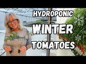 Hydroponic Winter Tomatoes 🍅 Bato Bucket Greenhouse Setup