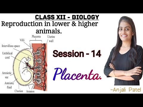Class XII Biology - Reproduction in lower and higher Animals :Placenta.