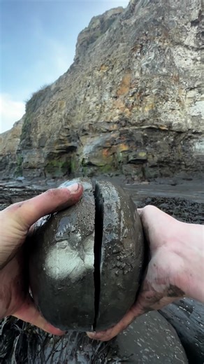 Exploring a Large Shale Slab for Fossils | Natural History Discovery