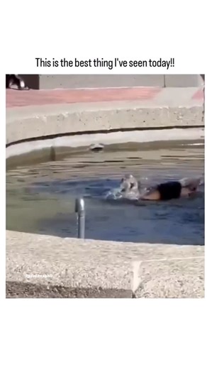 Maahii 🖤 on Instagram: "The post features a 26-second video of a tiny, pink-outfitted Chihuahua joyfully leaping into a park fountain to swim, narrated with excited commentary like “He’s gonna go for a swim!” highlighting the dog’s adorable, impulsive playfulness. Posted by @AMAZINGNATURE , a popular account sharing uplifting animal and nature clips, this December 11, 2025, video garnered over 28,000 likes and nearly 1 million views in two days, tapping into viral appeal of unexpected pet antic