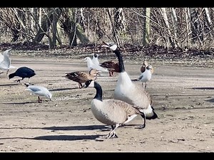 The Screaming Goose