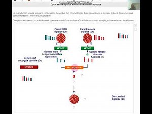 SVT:les roles de la meiose et la fecondation dans la conservation du caryotype